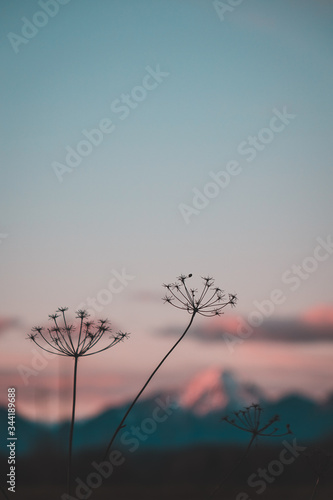 Winter flowers © Inga