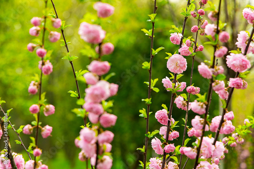 garden bush soft pink flower May spring blooming in park scenery nature environment space warm season time