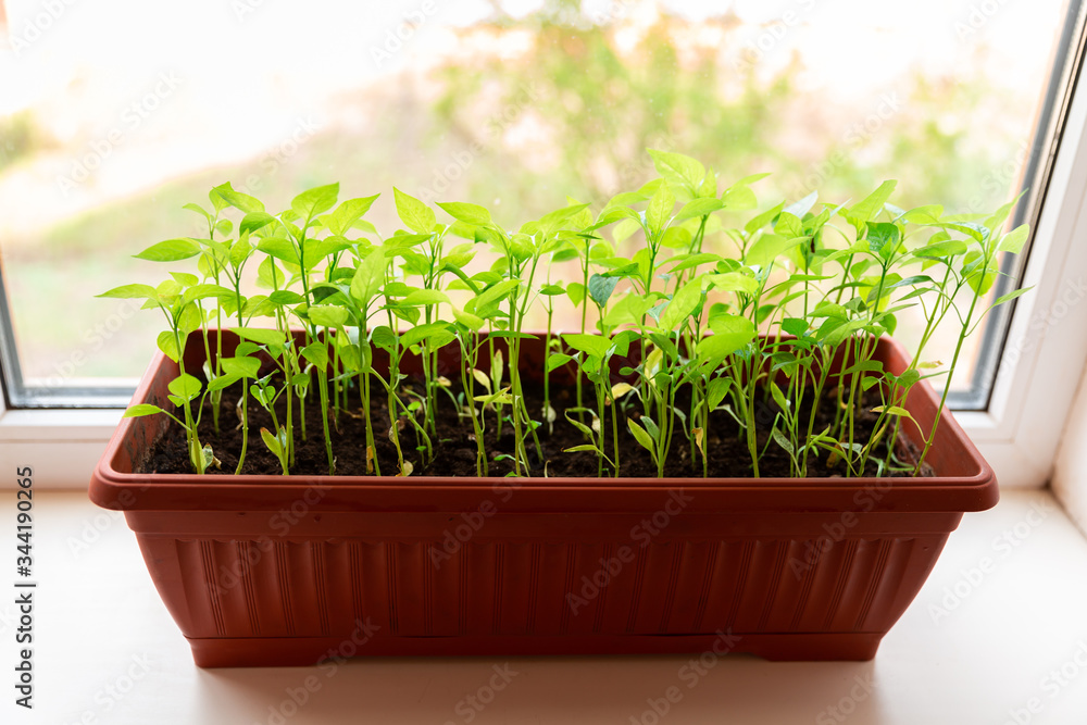 Pepper seedlings in brown plastic pot stand on the white windowsill at home. Pepper seedlings in brown plastic pot stand on the white windowsill at home.