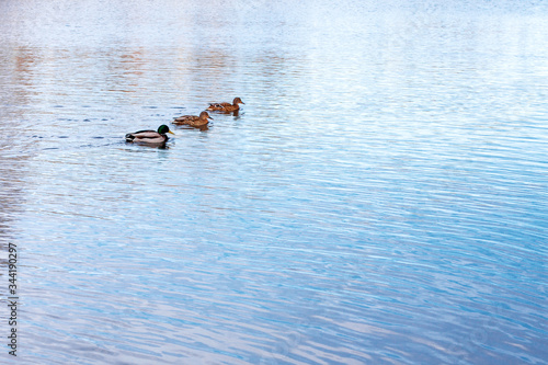 Two ducks and one drake swim from left to right next to each other at the same distance from each other in blue water covered with ripples