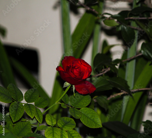 Wallpaper Mural red rose in the garden Torontodigital.ca