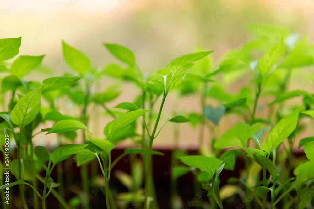 Pepper seedlings in brown plastic pot stand on the white windowsill at home. Pepper seedlings in brown plastic pot stand on the white windowsill at home.
