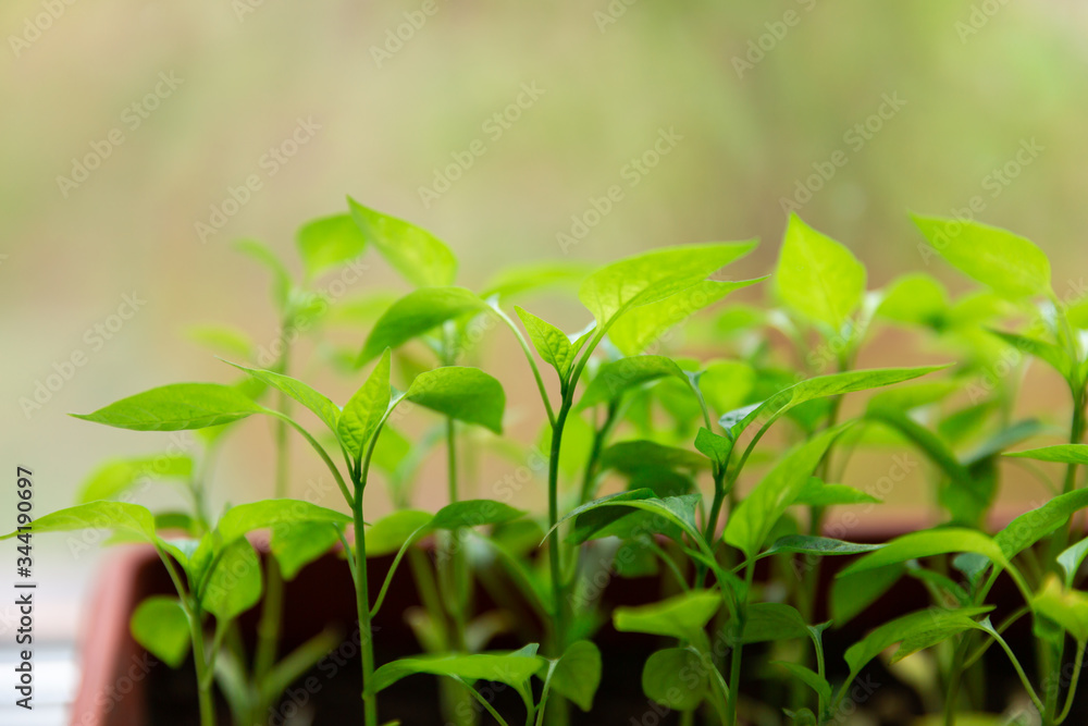 Pepper seedlings in brown plastic pot stand on the white windowsill at home. Pepper seedlings in brown plastic pot stand on the white windowsill at home.