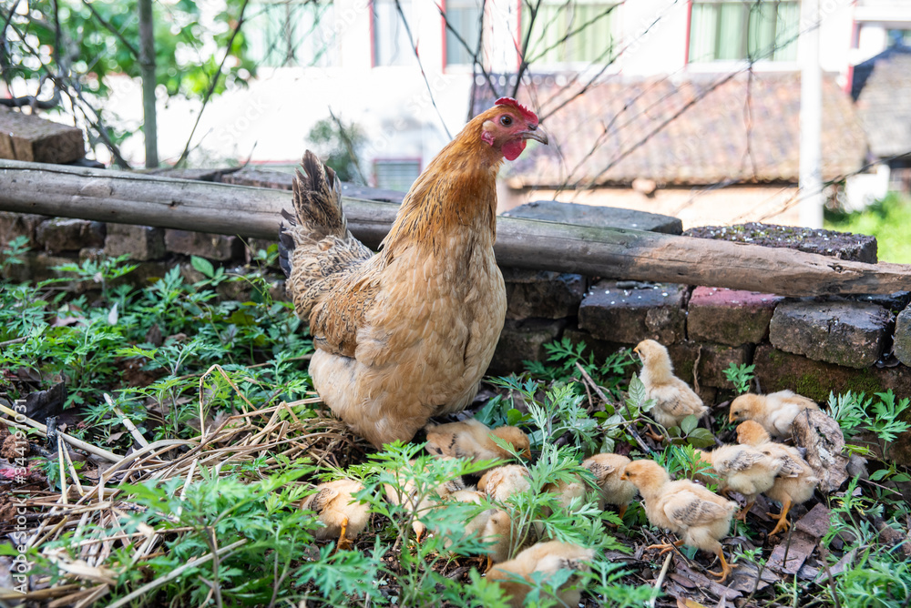 Fototapeta premium A hen with a group of baby chicks