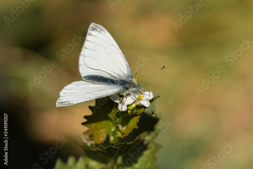 Schmetterling Weißling  sitzt im Grünen