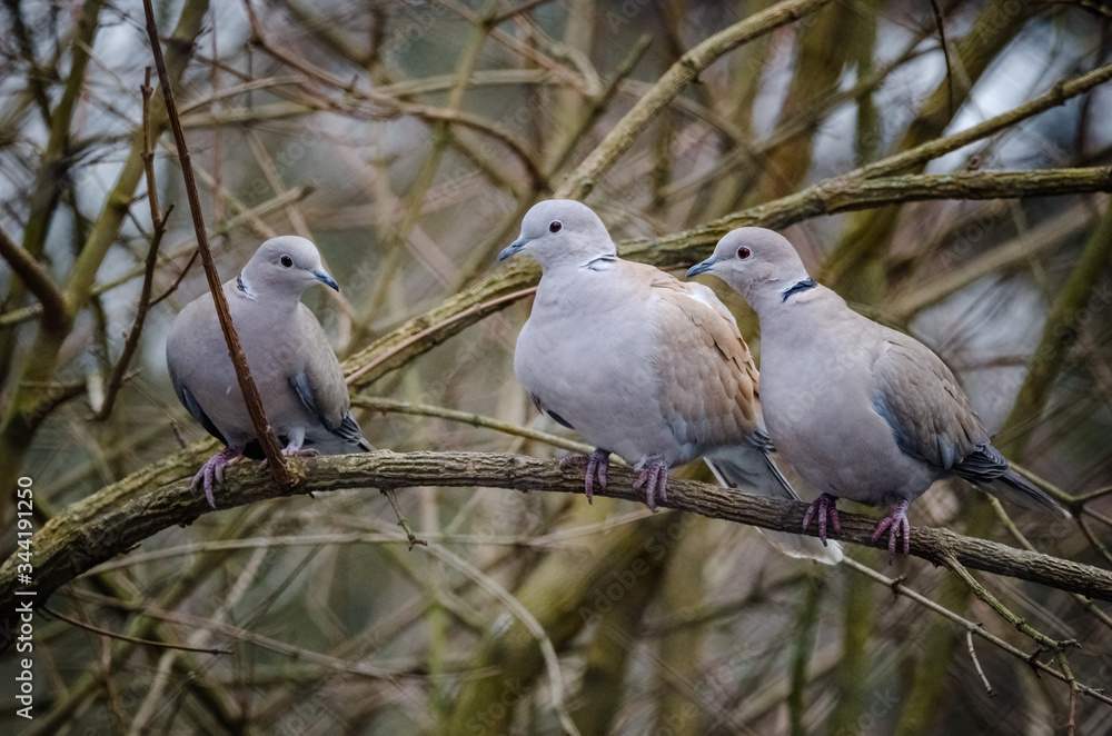 Group of Eurasian Collared Dove in nature environment Streptopelia decaocto . Some birds, animals with brown background wallpaper