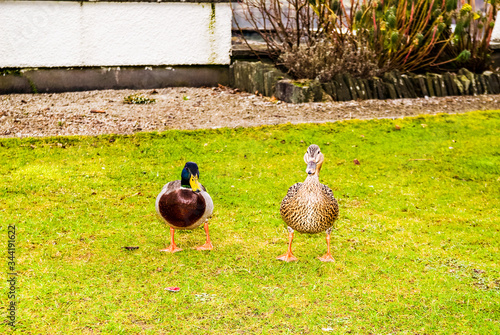 Mallard duck in the grass in hotel grouds waiting for bread UK photo