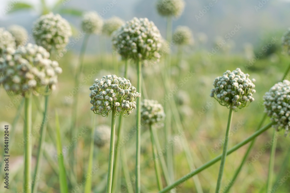 Flowering onions Blooming beautiful in the garden Flowering onions Blooming beautiful in the garden