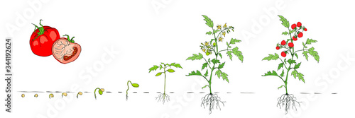 Life cycle of tomato plant