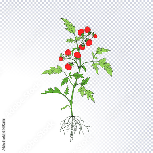 Fruiting plant tomato