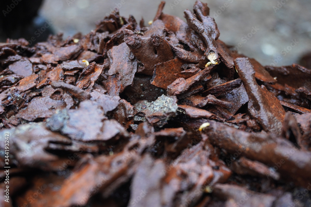 Termites are wood eaters and they can cause significant damage to homes and other wooden structures. There are three different types of termites: drywood, subterranean, and damp wood. 