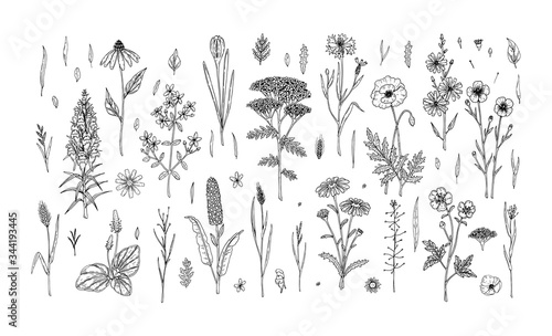 Set of hand drawn meadow flowers and herbs isolated on white. Vector illustration in sketch style