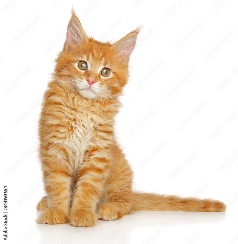 Portrait of a young Maine-coon kitten Portrait of a young Maine-coon kitten