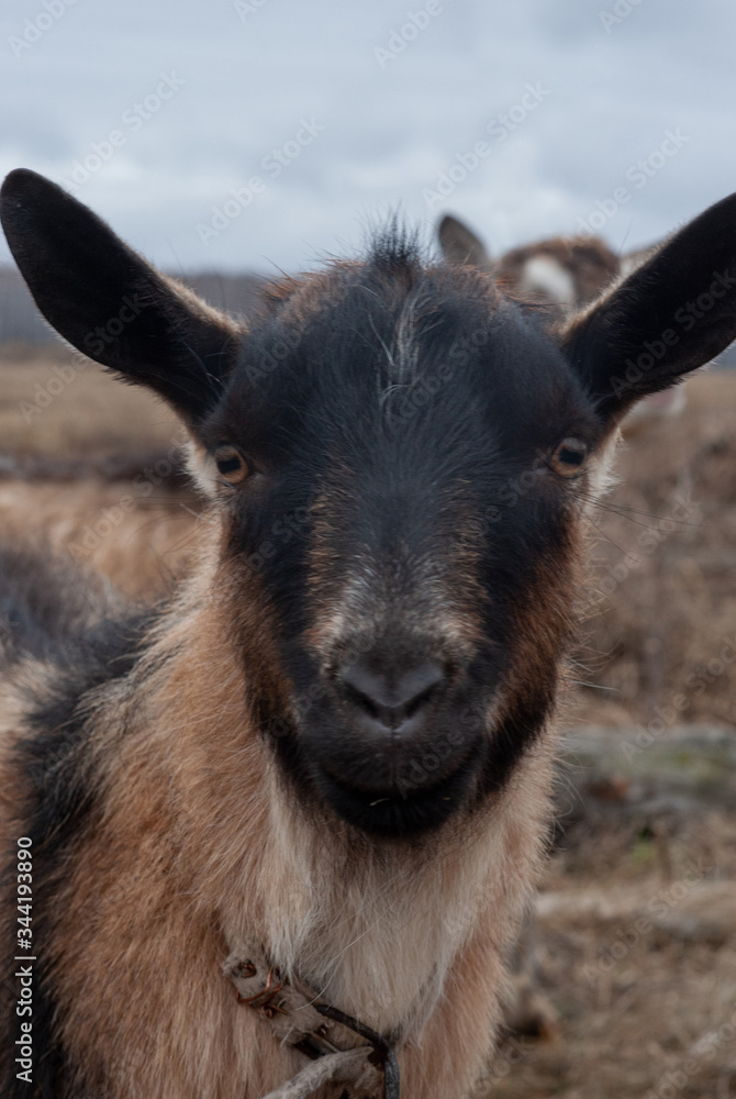 Goat looking at camera, close-up, outdoors