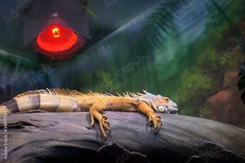 Fotografie Infrared heat lamp for reptile and amphibian care