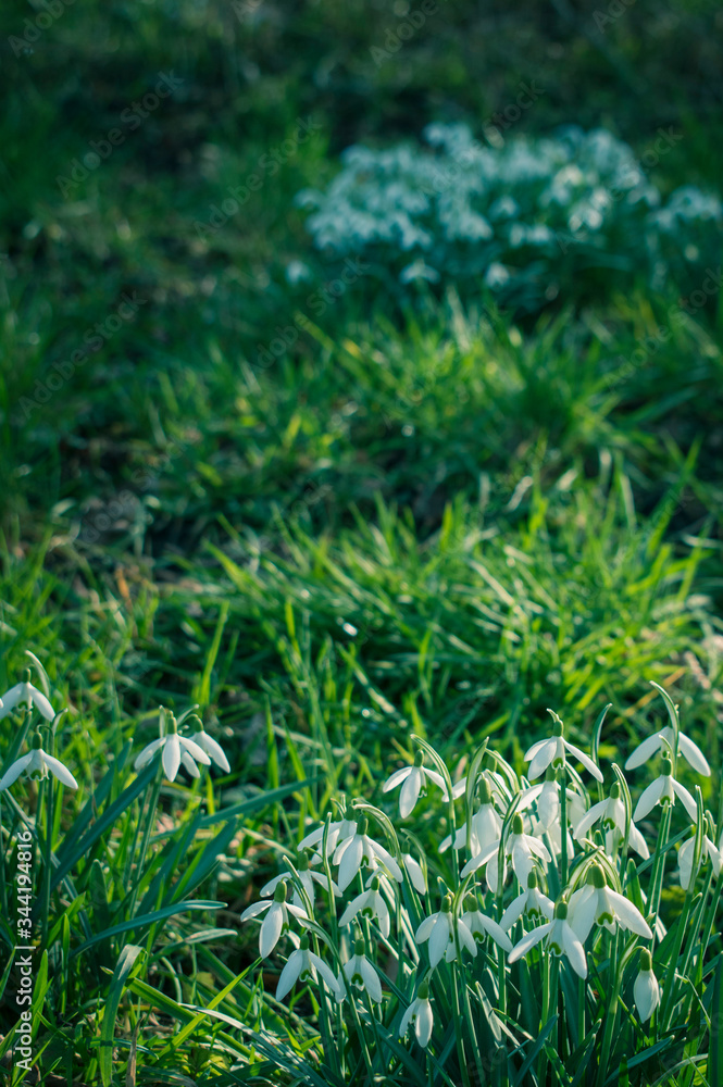 Obraz premium Schneeglöckchen