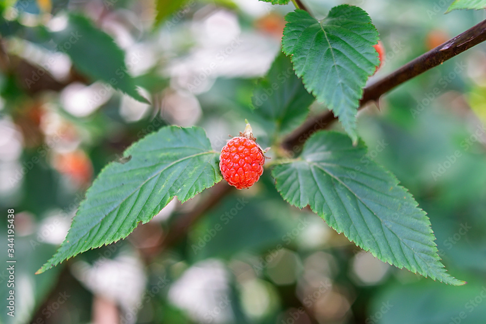 Summer ripe wild fruit raspberry Summer ripe wild fruit raspberry