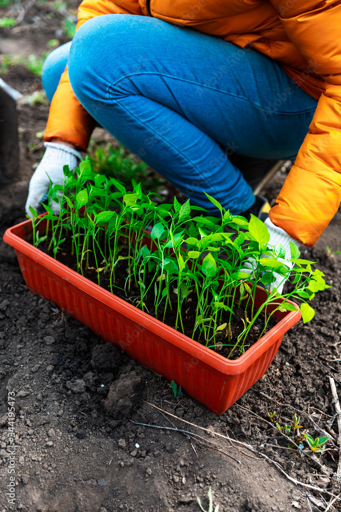 Fototapeta premium Planting a young seedling of pepper. Woman in white gloves planting young seedlings. Working in the vegetable garden.