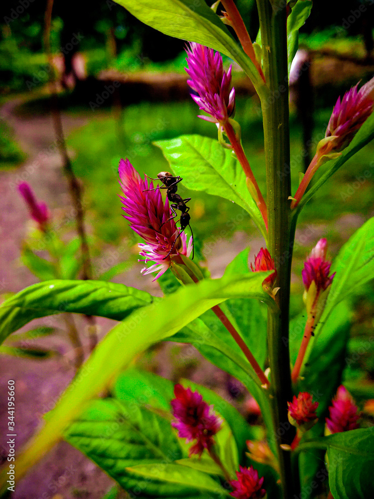 Ant on flower Ant on flower