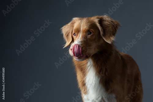 the dog licks its lips. portrait Nova Scotia Duck Tolling Retriever. Pet in the studio