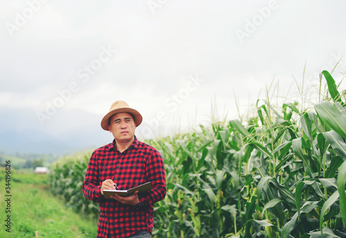 Corn inspections of farmers For harvesting