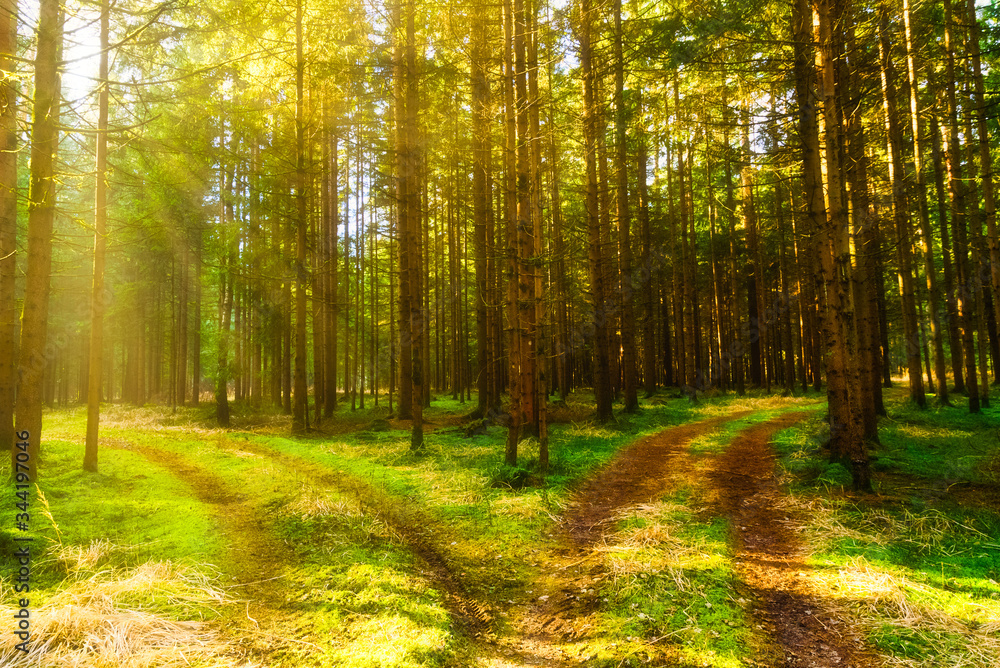 Beautiful green forest with sun rays coming through trees Beautiful green forest with sun rays coming through trees
