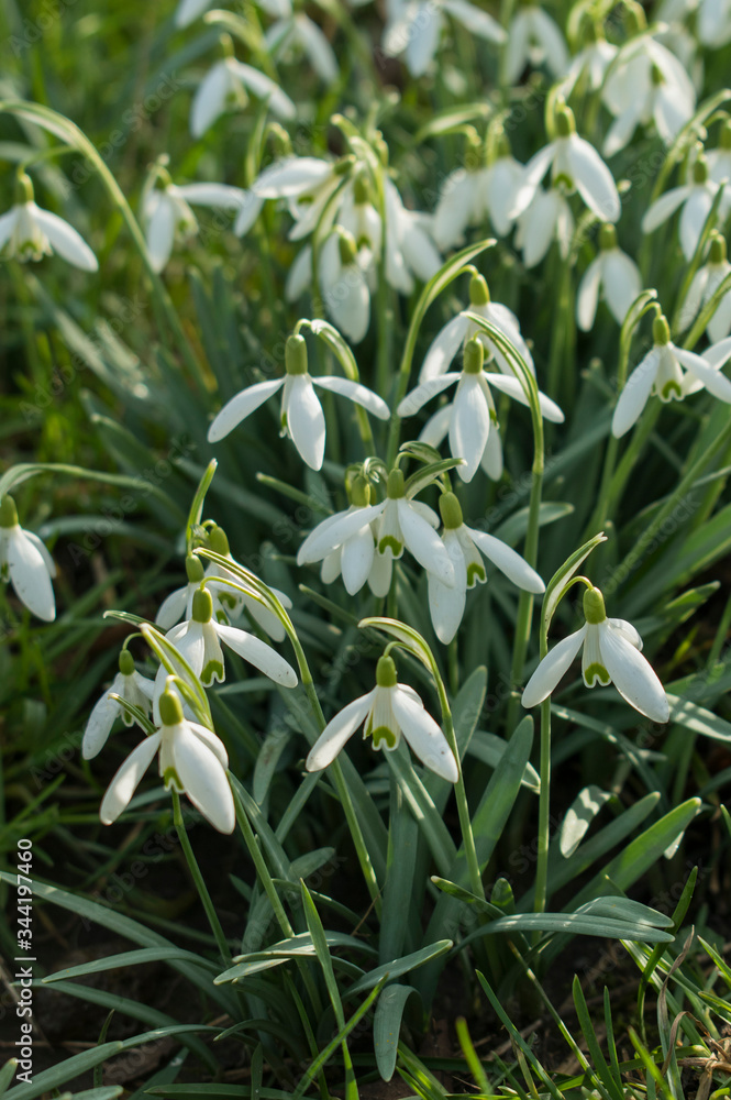 Obraz premium Schneeglöckchen