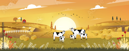 Cartoon landscape of Mid Autumn with sunrise view on harvested field with farmhouse, wood barn,cows and straw bales in the countryside,Panorama view of farmlands in fall season with orange foliage.
