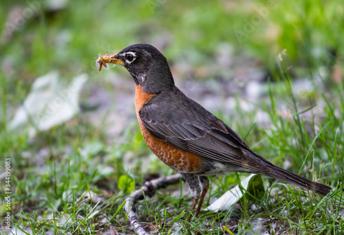 American Robin foraging for food in the grass