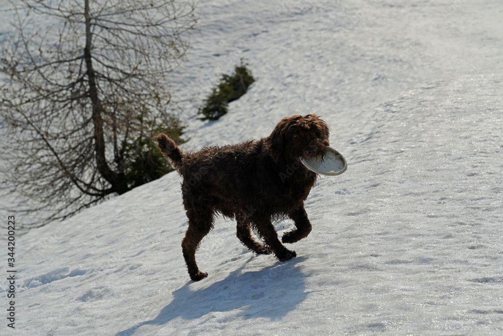 a brown dog playing with a frisbee on snow a brown dog playing with a frisbee on snow