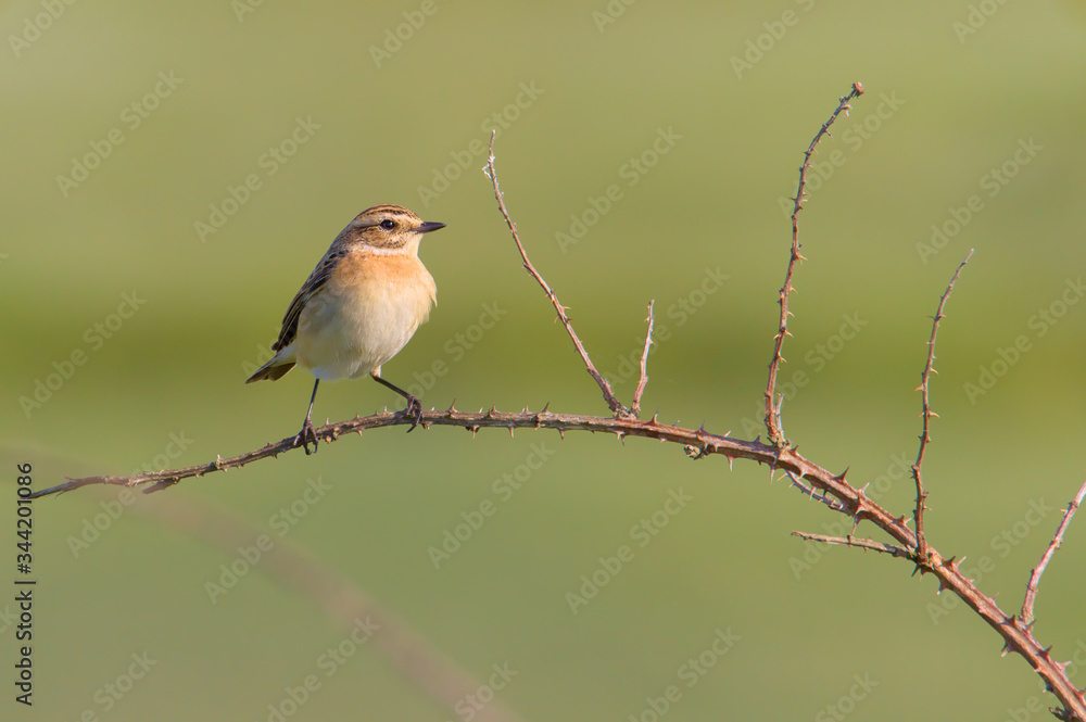 Obraz premium Profile Of A Female Whinchat, Saxicola rubetra, Sitting Perched On A Bramble Twig Against A Diffuse Green Background. Taken at Stanpit Marsh UK