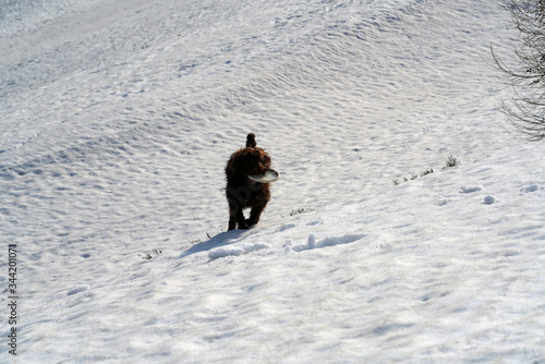 a brown dog playing with a frisbee on snow