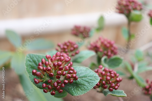 Closeup of pink flower bud clusters on Korean spice bush before blooming photo