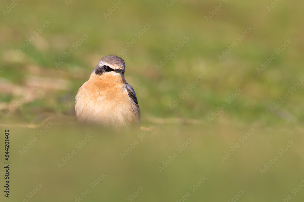 Male Eurasian Wheatear, Oenanthe oenanthe, Standing Upright On A Green Grassy Sand Dune Looking For Food. Taken at Stanpit Marsh UK Male Eurasian Wheatear, Oenanthe oenanthe, Standing Upright On A Green Grassy Sand Dune Looking For Food. Taken at Stanpit Marsh UK