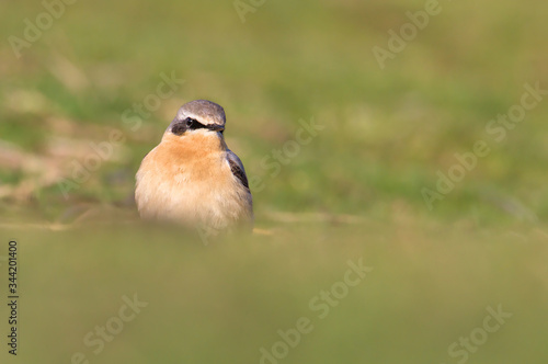 Male Eurasian Wheatear, Oenanthe oenanthe, Standing Upright On A Green Grassy Sand Dune Looking For Food. Taken at Stanpit Marsh UK © Martin