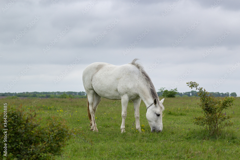 Fototapeta premium A white horse grazes on a green meadow