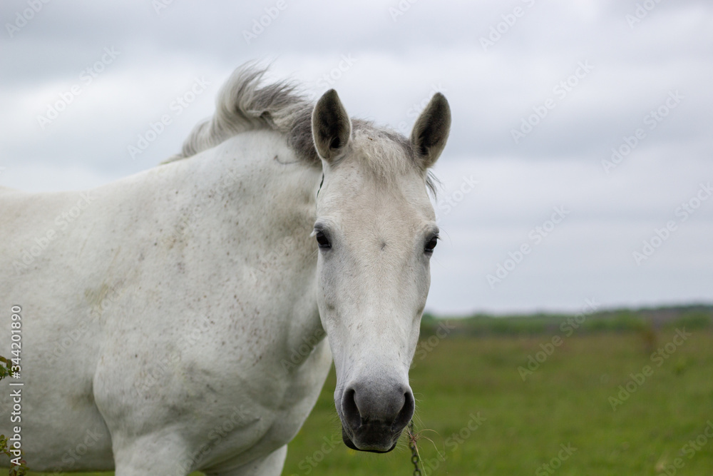 A white horse grazes on a green meadow A white horse grazes on a green meadow