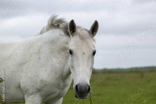 A white horse grazes on a green meadow