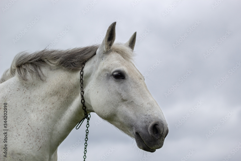 A white horse grazes on a green meadow A white horse grazes on a green meadow