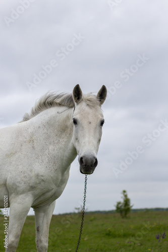 A white horse grazes on a green meadow