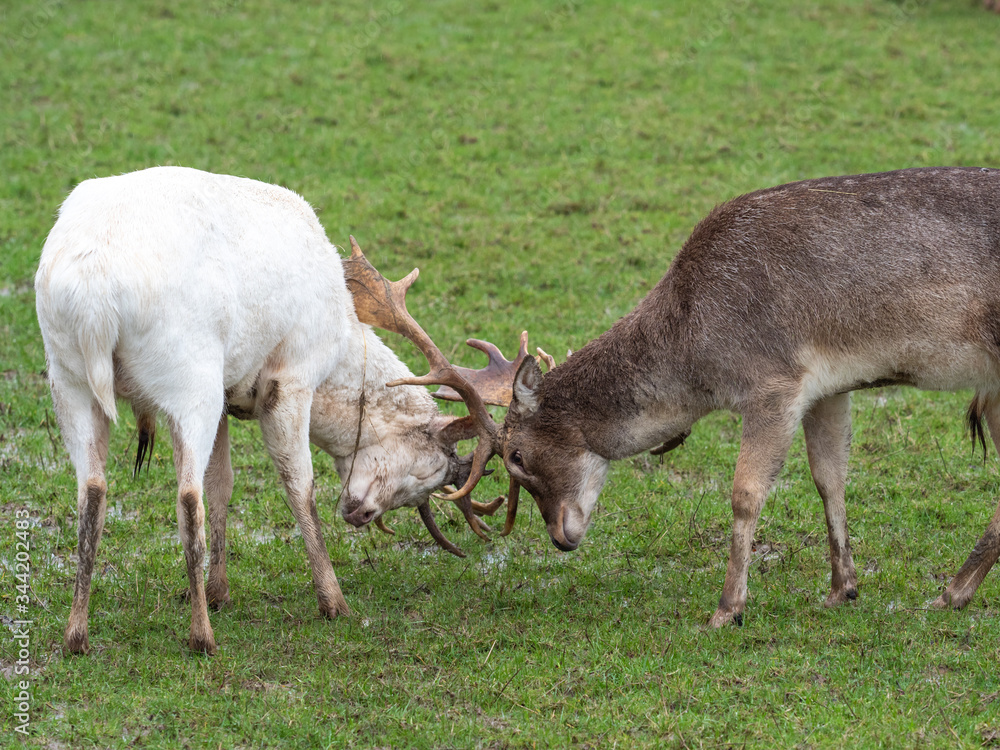 Fallow Deer Play Fighting ( dama dama ) Fallow Deer Play Fighting ( dama dama )