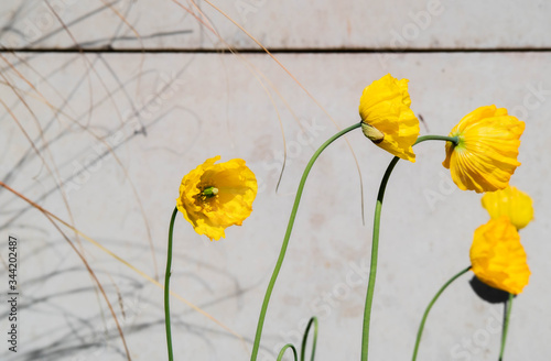 Yellow Poppies in the garden