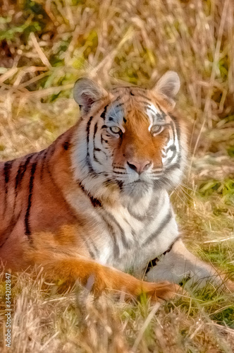 Tiger photo art