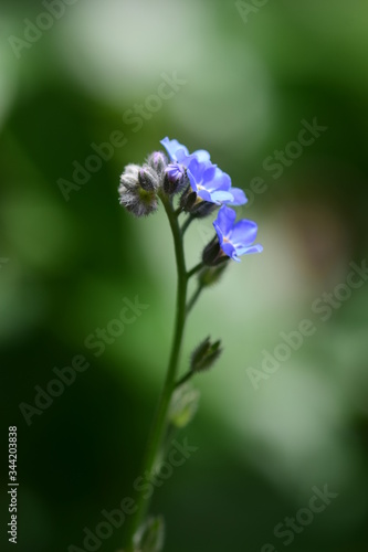 Vergissmeinnicht ist eine beliebte Gartenpflanze