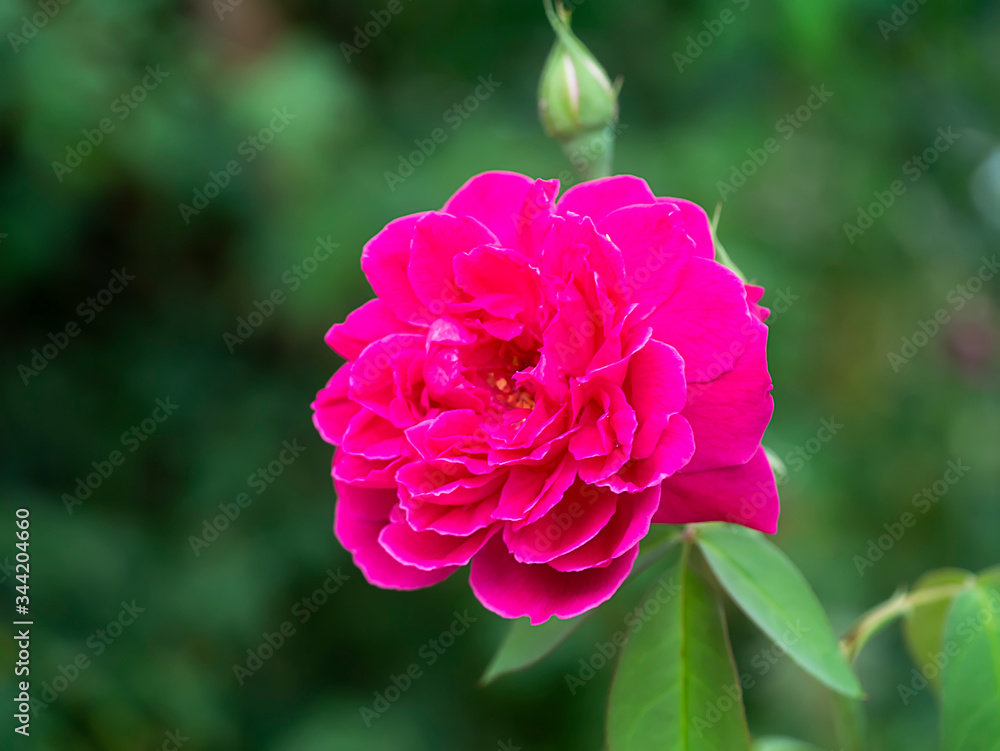 Pink of Damask Rose flower