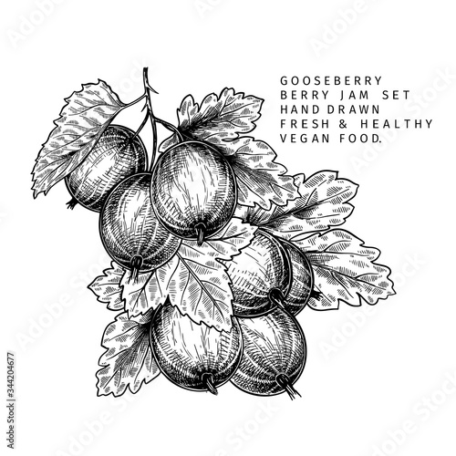 Hand drawn gooseberry branch, leaf and berry. Engraved vector illustration. Dewberry agriculture plant. Summer harvest, jam or marmalade vegan ingredient. Menu, package, cosmetic and food designю
