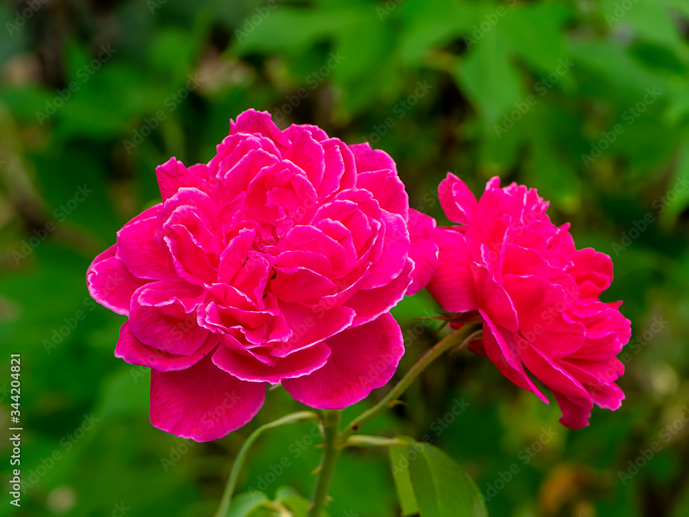 Pink of Damask Rose flower