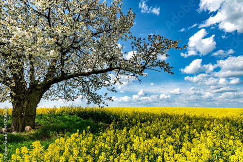 Obraz na plátně Beautiful spring landscape with blossoming cherry tree and rape field