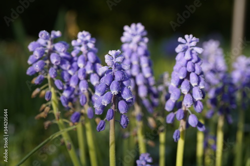 beautiful blue springflowers, grape hyacinth,with dew drops on the blossom in the morning on green grass