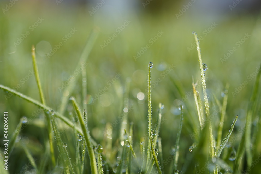 in the morning dew drops on green grass in the morning dew drops on green grass